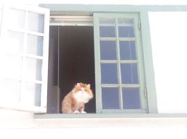This Cat Wants Clean Windows